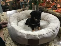 Sold, a male Chihuahua for sale in Livingston, TN – Photo 3 of 6