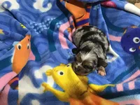 Sold, a male Chihuahua for sale in Livingston, TN – Photo 5 of 8