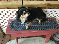 Sold, a male Chihuahua for sale in Livingston, TN – Photo 6 of 8