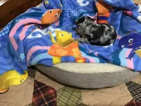 Sold, a male Chihuahua for sale in Livingston, TN – Photo 3 of 8