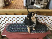 Sold, a male Chihuahua for sale in Livingston, TN – Photo 7 of 8