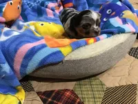 Sold, a male Chihuahua for sale in Livingston, TN – Photo 4 of 8