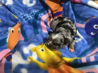 Sold, a male Chihuahua for sale in Livingston, TN – Photo 2 of 8