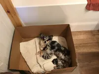 Sold, a male Chihuahua for sale in Livingston, TN – Photo 8 of 8