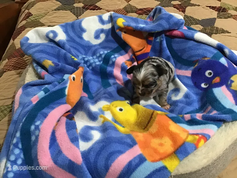 Sold, a male Chihuahua for sale in Livingston, TN – Photo 1 of 8