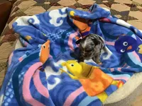 Sold, a male Chihuahua for sale in Livingston, TN – Photo 1 of 8