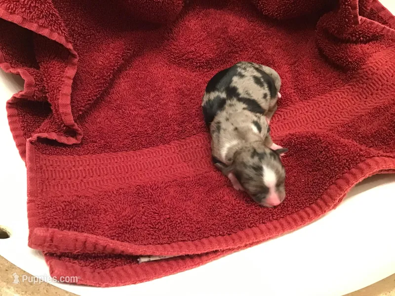 Gracie ON HOLD, a female Chihuahua for sale in Livingston, TN – Photo 1 of 7