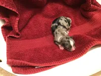 Gracie ON HOLD, a female Chihuahua for sale in Livingston, TN – Photo 3 of 7