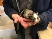 Gracie ON HOLD, a female Chihuahua for sale in Livingston, TN – Photo 6 of 7