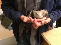 Gracie ON HOLD, a female Chihuahua for sale in Livingston, TN – Photo 7 of 7