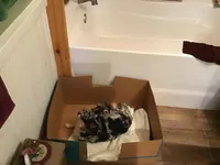 Gracie ON HOLD, a female Chihuahua for sale in Livingston, TN – Photo 2 of 7