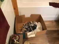 Gracie ON HOLD, a female Chihuahua for sale in Livingston, TN – Photo 5 of 7