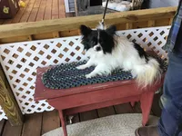 Gracie ON HOLD, a female Chihuahua for sale in Livingston, TN – Photo 4 of 7