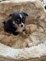 Sold, a male Chihuahua for sale in Livingston, TN – Photo 5 of 5