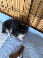 Sold, a male Chihuahua for sale in Livingston, TN – Photo 1 of 5