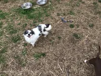 Louie, a male Chihuahua for sale in Livingston, TN – Photo 3 of 4