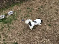 Louie, a male Chihuahua for sale in Livingston, TN – Photo 4 of 4