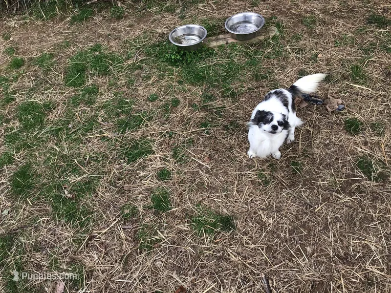 Louie, a male Chihuahua for sale in Livingston, TN – Photo 1 of 4