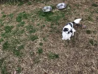 Louie, a male Chihuahua for sale in Livingston, TN – Photo 1 of 4