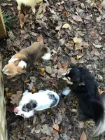 Louie, a male Chihuahua for sale in Livingston, TN – Photo 2 of 4