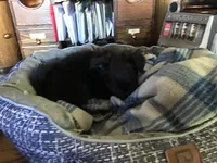 Sold, a male Chihuahua for sale in Livingston, TN – Photo 2 of 5