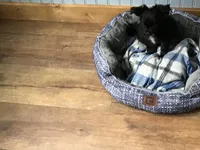 Sold, a male Chihuahua for sale in Livingston, TN – Photo 5 of 5