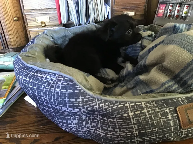 Sold, a male Chihuahua for sale in Livingston, TN – Photo 1 of 5