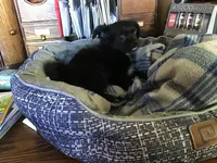 Sold, a male Chihuahua for sale in Livingston, TN – Photo 4 of 5