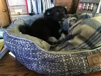 Sold, a male Chihuahua for sale in Livingston, TN – Photo 3 of 5