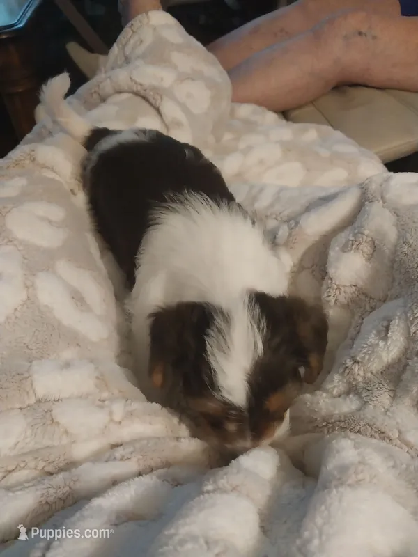 Houston – Yorkshire Terrier puppy for sale in Hendersonville, NC