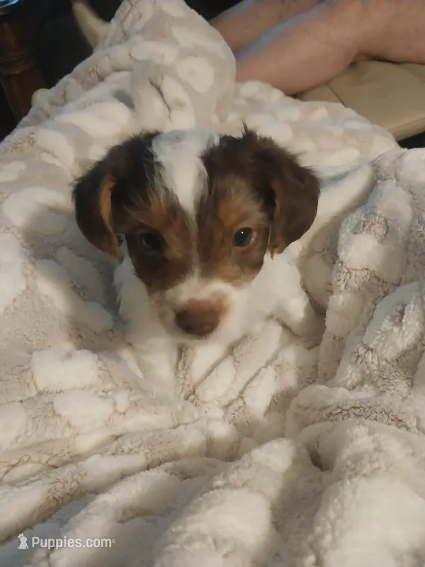 Chase – Yorkshire Terrier puppy for sale in Hendersonville, NC