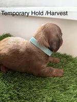 Harvest, a female Miniature Dachshund for sale in Denver, CO – 4 of 5