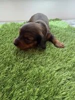 Hershey, a male Miniature Dachshund for sale in Denver, CO – 5 of 6