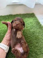 Harvest, a female Miniature Dachshund for sale in Denver, CO – 5 of 5
