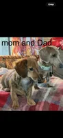 Forest, a male Miniature Dachshund for sale in Denver, CO – 3 of 6