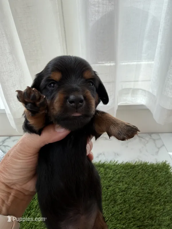 Fern – Miniature Dachshund puppy for sale in Denver, CO
