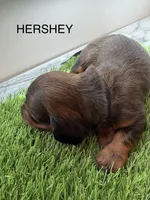 Hershey, a male Miniature Dachshund for sale in Denver, CO – 2 of 6