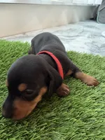 Forest, a male Miniature Dachshund for sale in Denver, CO – 6 of 6