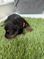 Fern, a female Miniature Dachshund for sale in Denver, CO – 4 of 5
