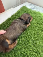 Hershey, a male Miniature Dachshund for sale in Denver, CO – 4 of 6