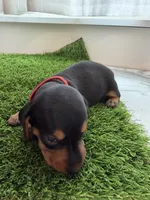 Forest, a male Miniature Dachshund for sale in Denver, CO – 5 of 6