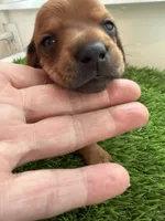 Maple, a female Miniature Dachshund for sale in Denver, CO – 2 of 6