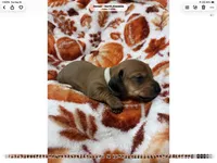 Maple, a female Miniature Dachshund for sale in Denver, CO – 5 of 6
