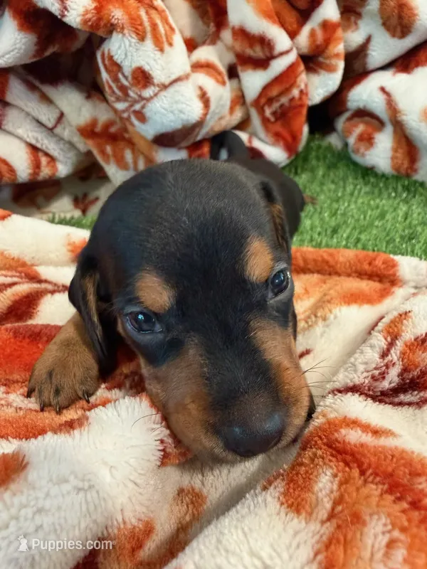 Forest – Miniature Dachshund puppy for sale in Denver, CO