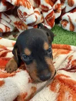 Forest, a male Miniature Dachshund for sale in Denver, CO – 1 of 6