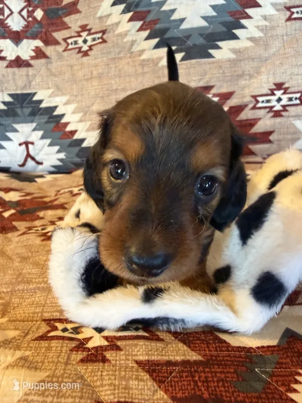 Hershey – Miniature Dachshund puppy for sale in Denver, CO