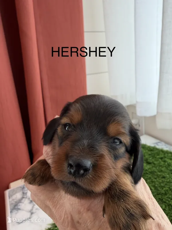 Hershey – Miniature Dachshund puppy for sale in Denver, CO