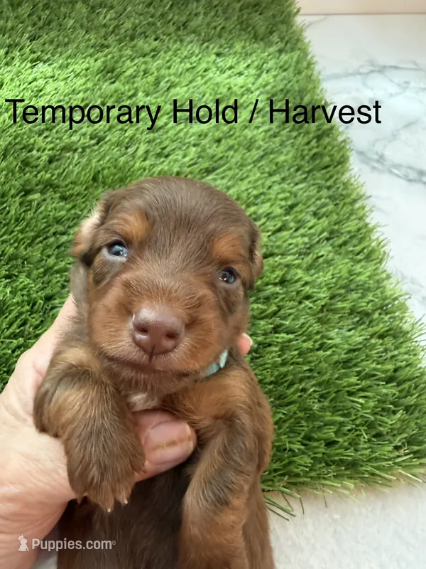 Harvest – Miniature Dachshund puppy for sale in Denver, CO