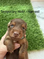 Harvest, a female Miniature Dachshund for sale in Denver, CO – 1 of 5