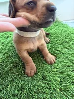 Maple, a female Miniature Dachshund for sale in Denver, CO – 3 of 6